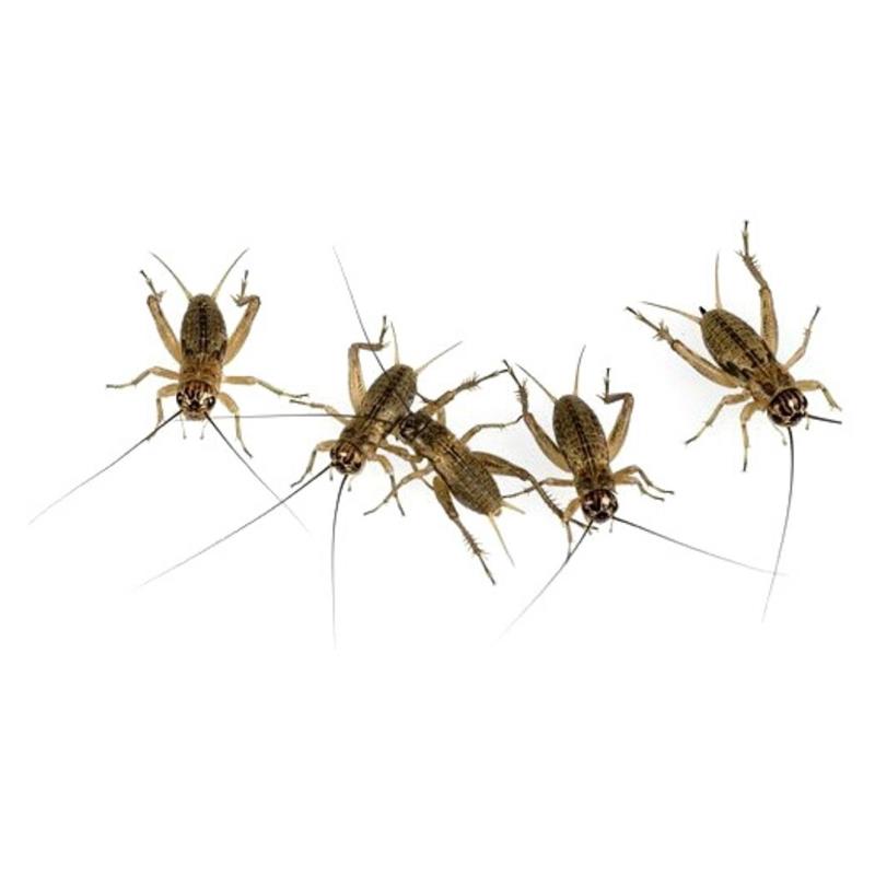 Gryllus assimilis medium (&plusmn;40 bucati) - imagine 3